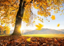 Betreiber von Solaranlagen freuen sich über den goldenen Herbst doppelt