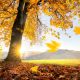 Betreiber von Solaranlagen freuen sich über den goldenen Herbst doppelt