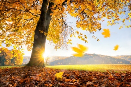 Betreiber von Solaranlagen freuen sich über den goldenen Herbst doppelt